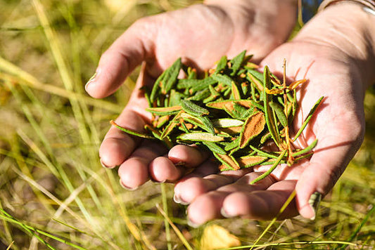 Le-thé-du-Labrador-Plante-sacrée-au-cœur-des-traditions-autochtones Artisanat Autochtone