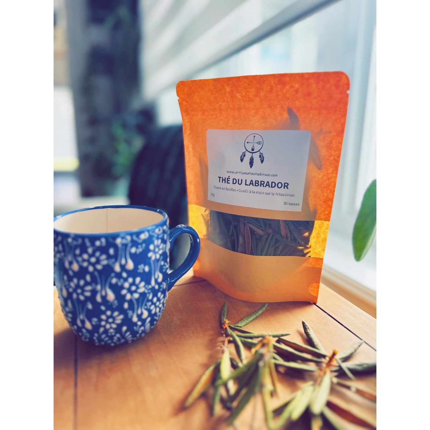 Thé du labrador plante sacrée autochtone